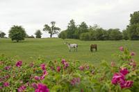 Cjp_2010_05_27_170856 (2).jpg